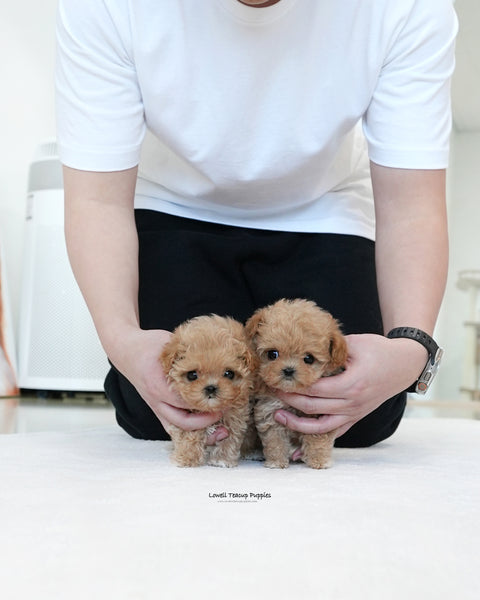 Teacup Maltipoo Male [Ben]