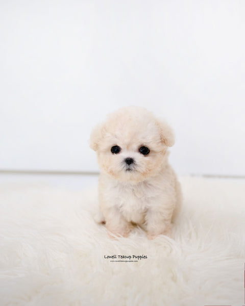 Teacup Maltipoo Female [Zoey]