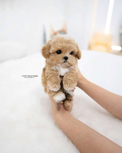 Teacup Maltipoo Male [Rory]