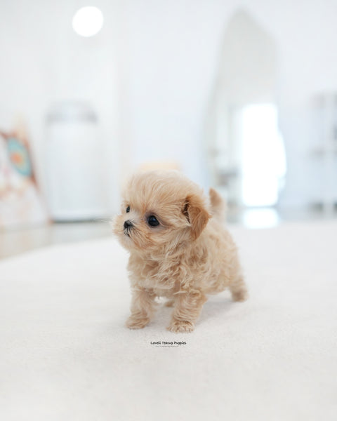 Teacup Maltipoo Female [Dolly]