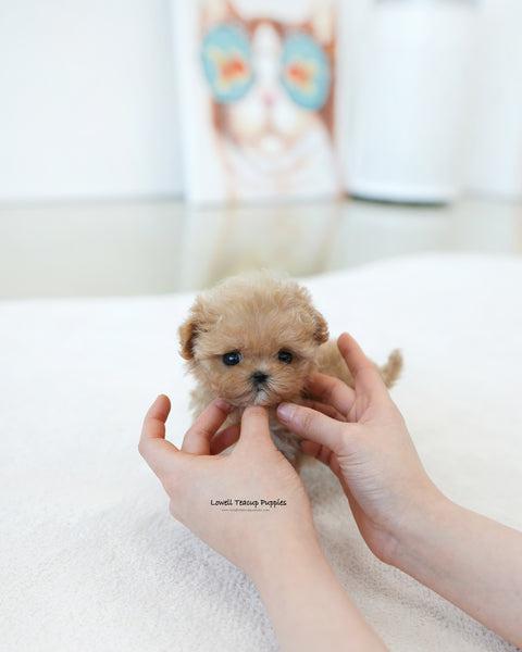 Teacup Maltipoo Male [Ken]