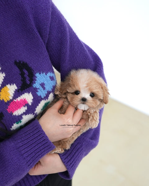 Teacup Maltipoo Male [Milky]