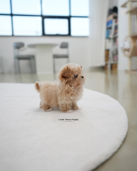 Teacup Maltipoo Male [Kiko]