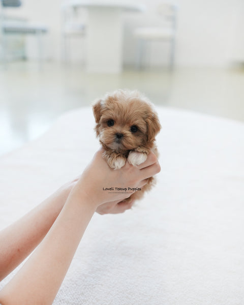 Teacup Maltipoo Female [Waffle]