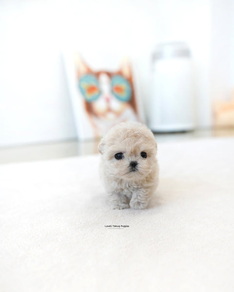 Teacup Maltipoo Female [Casey]