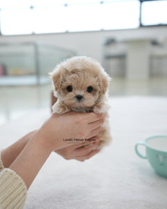 Teacup Maltipoo Male [Oscar]