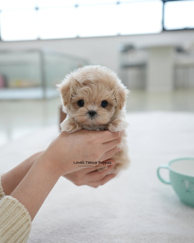 Teacup Maltipoo Male [Oscar]