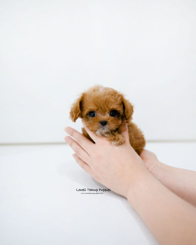 Teacup Maltipoo Male [Cole]