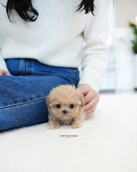 Teacup Maltipoo Female [Dolly]