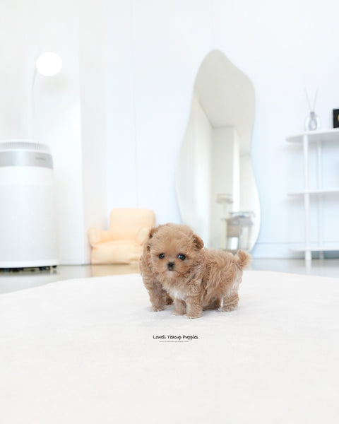 Teacup Maltipoo Male [Ken]