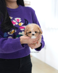 Teacup Maltipoo Male [Milky]