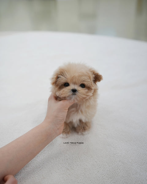 Teacup Maltipoo Male [Kiko]