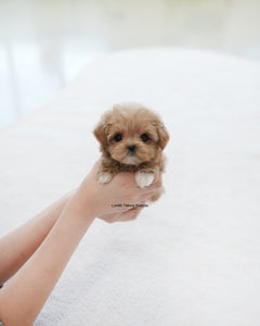 Teacup Maltipoo Female [Waffle]