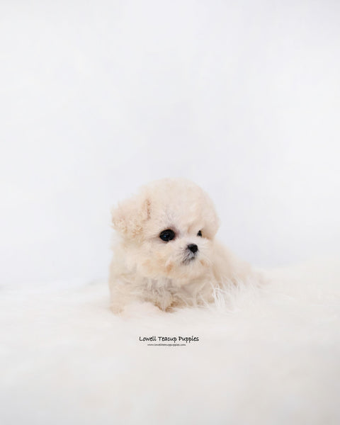 Teacup Maltipoo Female [Zoey]