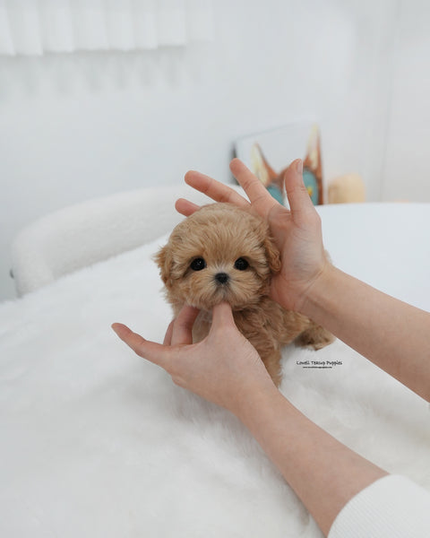 Teacup Maltipoo Female [Mia]