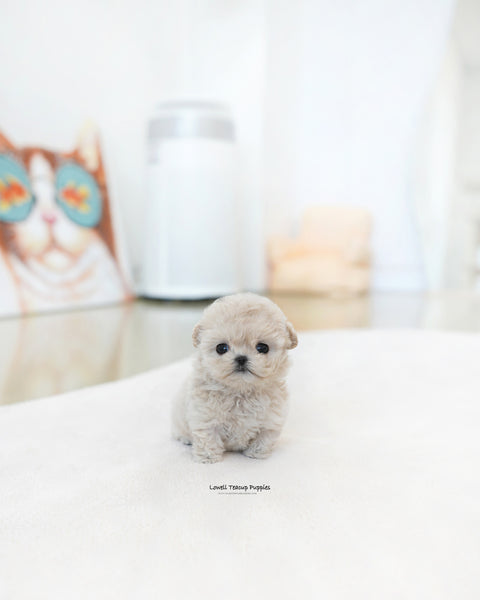 Teacup Maltipoo Female [Casey]