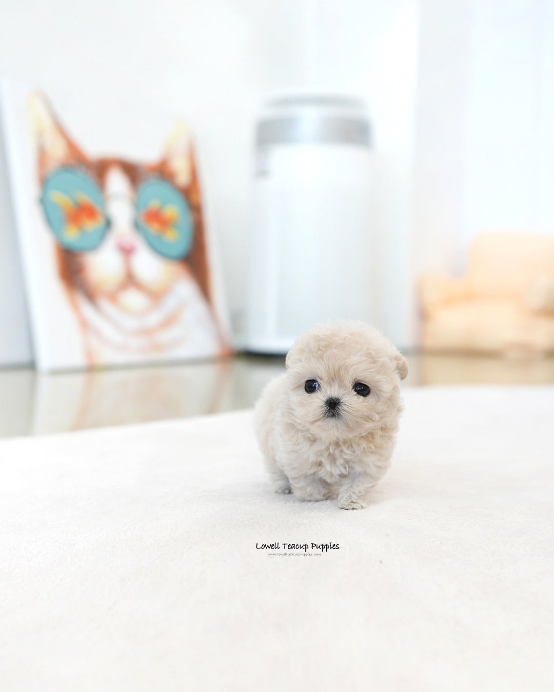 Teacup Maltipoo Female [Casey]