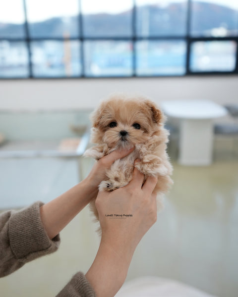 Teacup Maltipoo Male [Kiko]