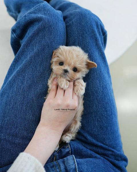 Teacup Maltipoo Female [Dolly]