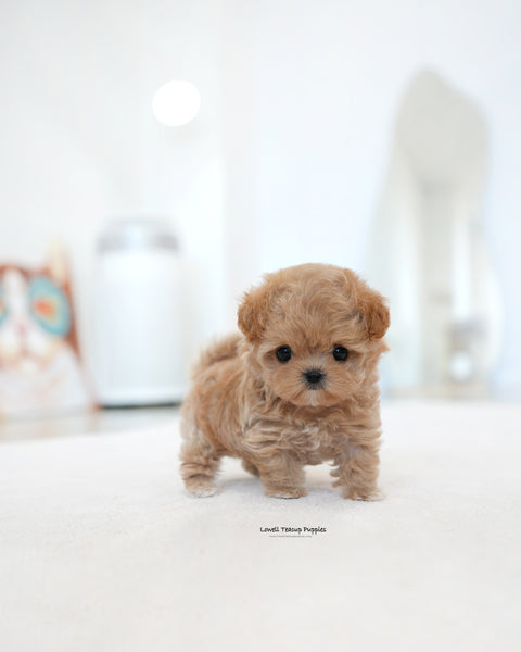 Teacup Maltipoo Male [Ben]