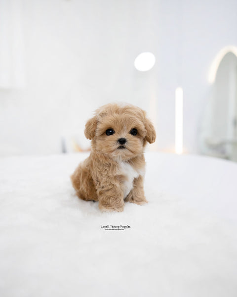 Teacup Maltipoo Male [Rory]