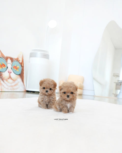 Teacup Maltipoo Male [Ken]