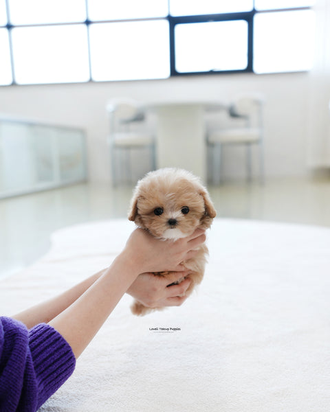 Teacup Maltipoo Male [Milky]