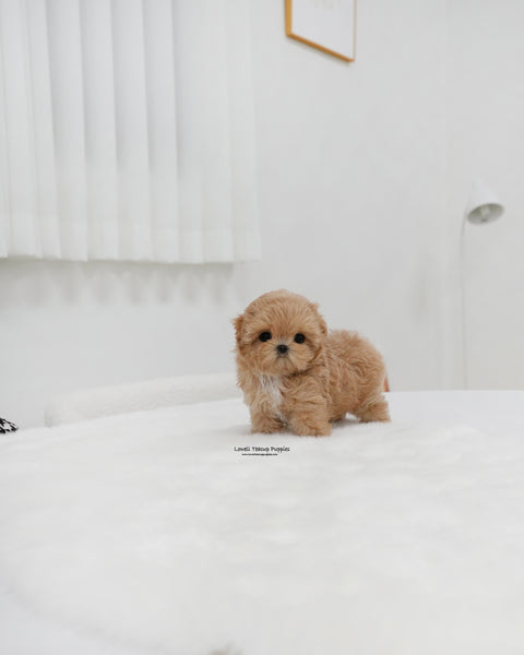 Teacup Maltipoo Female [Mia]