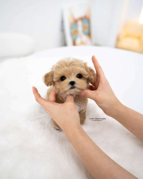 Teacup Maltipoo Male [Rory]