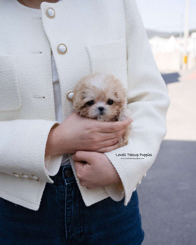 Teacup Maltipoo Male [Lennon]