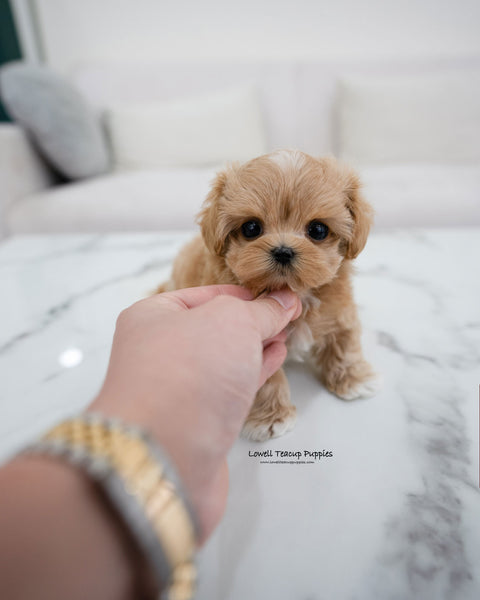 Teacup Maltipoo Male [Elio]