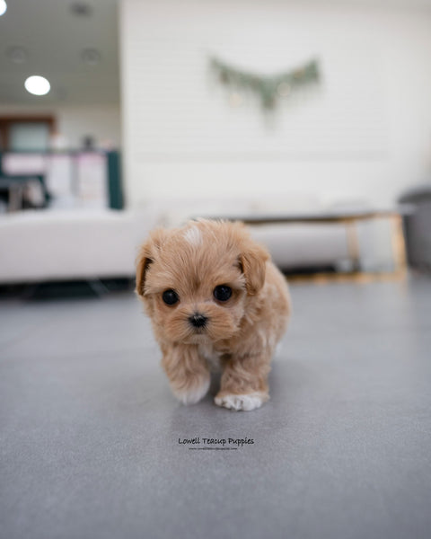 Teacup Maltipoo Male [Elio]