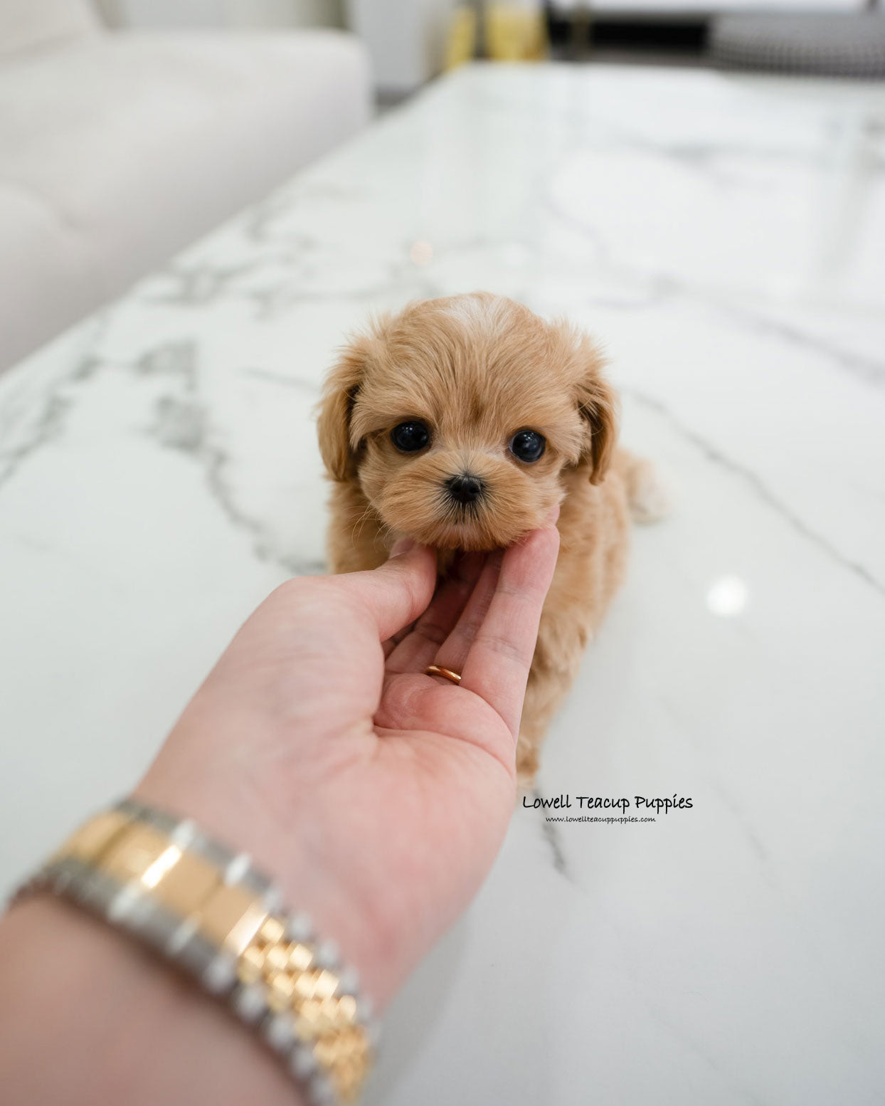 Teacup Maltipoo Male [Elio]