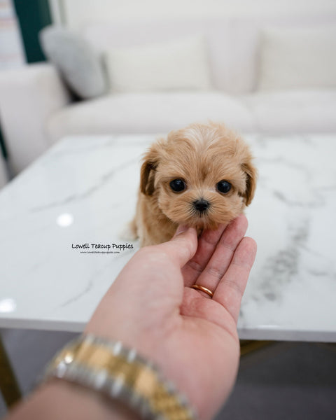 Teacup Maltipoo Male [Elio]