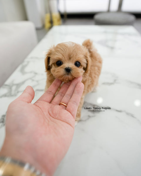 Teacup Maltipoo Male [Elio]