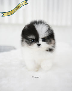 Teacup Pomeranian Female [Linda]