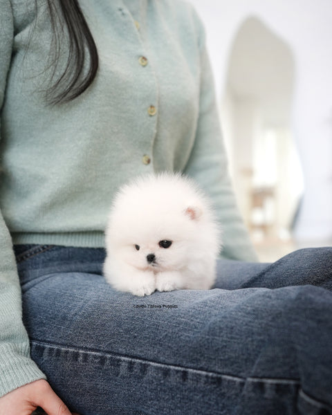 Teacup Pomeranian Male [Mori]