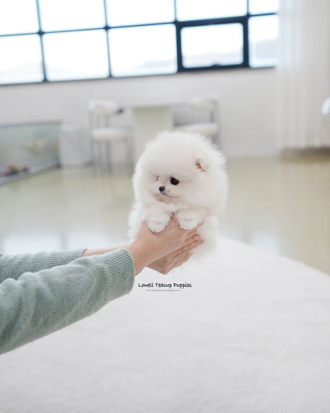 Teacup Pomeranian Female [Bianca]