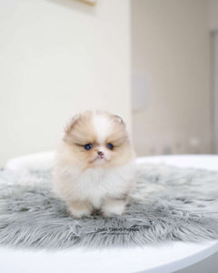 Teacup Pomeranian Male [Loyal]