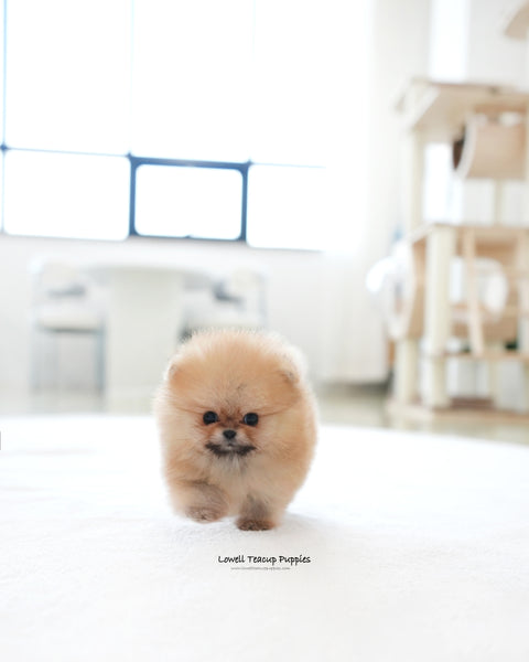 Teacup Pomeranian Male [Marco]