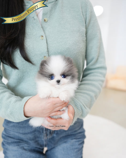 Teacup Pomeranian Female [Prada]