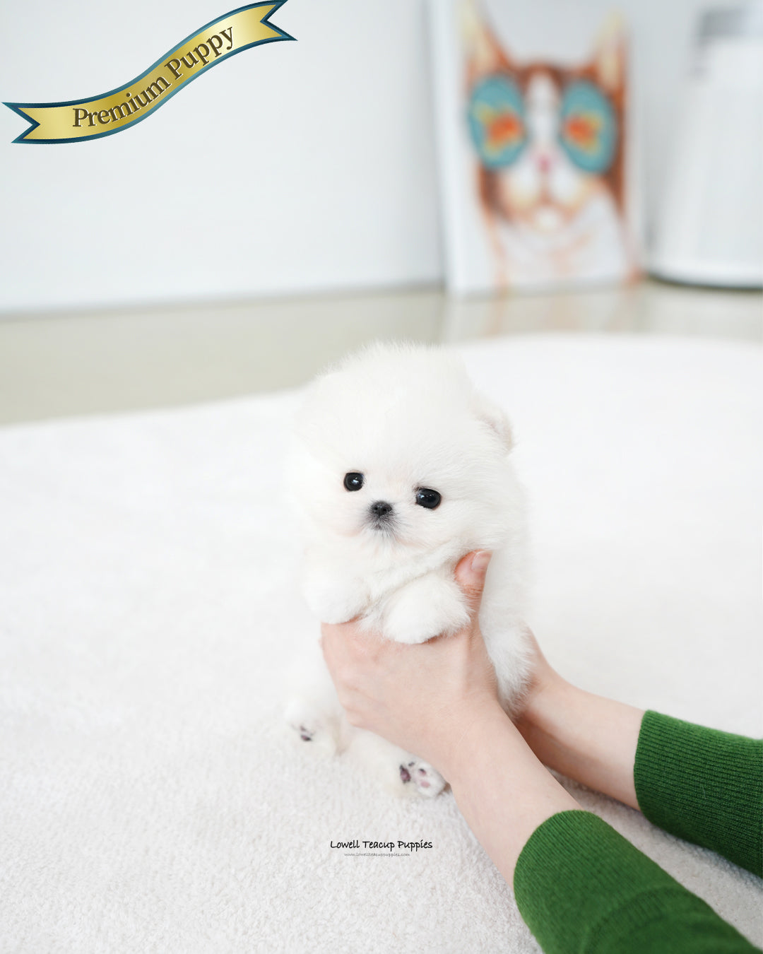 Teacup Pomeranian Female [Iona]