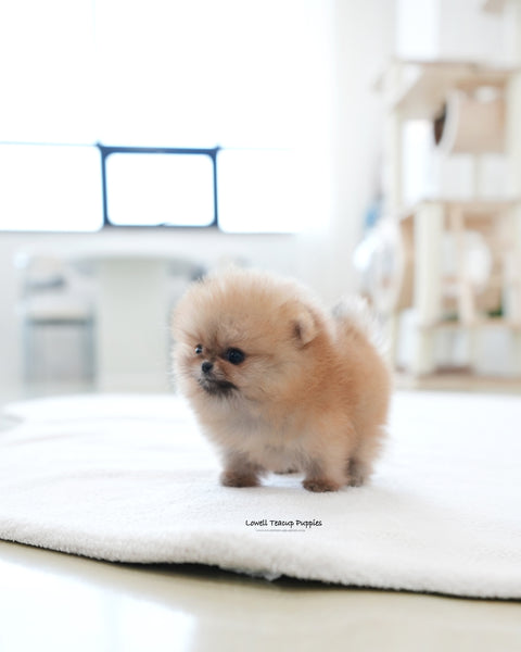 Teacup Pomeranian Male [Marco]