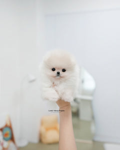 Teacup Pomeranian Male [Sam]