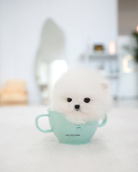 Teacup Pomeranian Male [Mori]