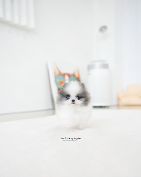 Teacup Pomeranian Female [Prada]