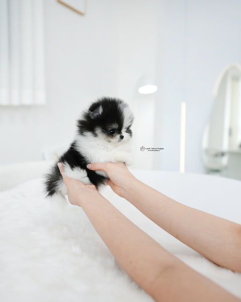 Teacup Pomeranian Female [Linda]