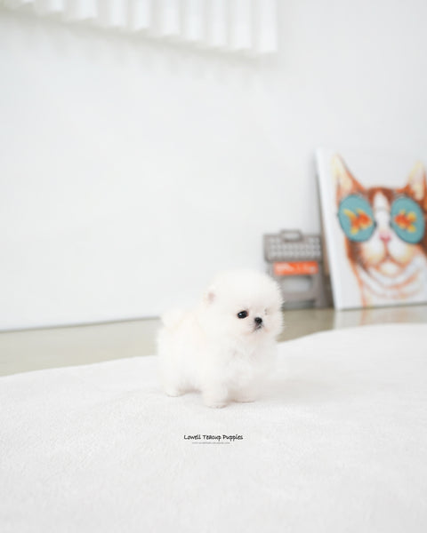 Teacup Pomeranian Female [Iona]