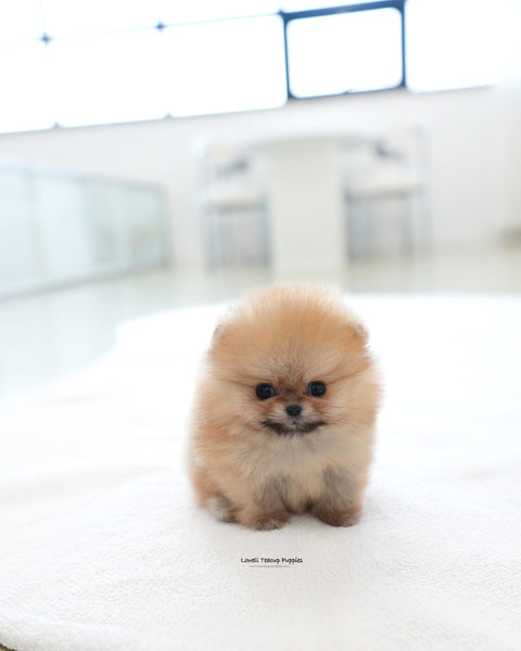 Teacup Pomeranian Male [Marco]