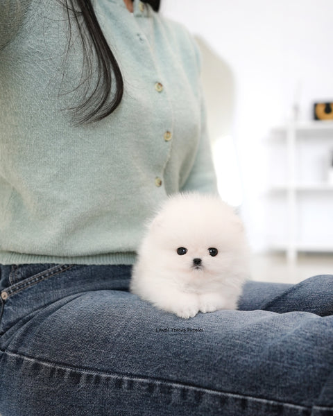 Teacup Pomeranian Male [Mori]